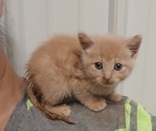 Flora, 6 weeks, DSH, Creme, #2