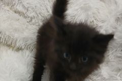fluffy