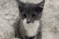 gizmo-2