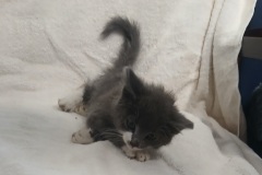 Gizmo, 6 weeks, DMH, Female (not altered) grey/white
