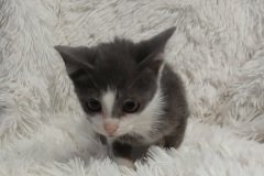 Grayson, 8 WKS, DSH, Female ( Not altered) Grey/white, #3