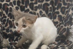 Happy, 8 wks, DSH, Female (not Altered), Calico/white #3