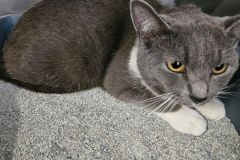 Hectoress & 6 kittens DSH, Female (mom nursing 6 kittens) grey/white, #8