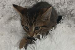Howey, 3. mths, DSH, Male (not altered) blk/grey tabby # 2