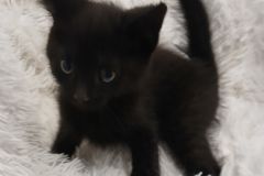 Huffy, 3 mths, DMH, Male, (not altered) Black, #3