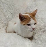Jake, 4 yrs, DSH, Neutered Male, Orange/ white, #9