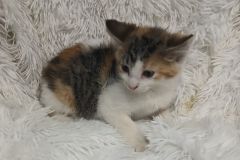 July, 8 weeks, DMH, female (not altered) calico, #2
