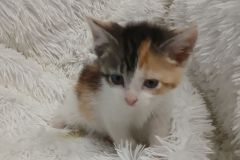 June, 8 weeks, DMH, Female (not altered) calico, #2