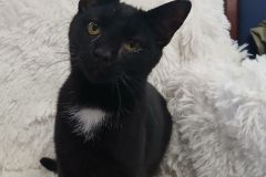 Knight, 6 Mths, DSH, Neutered Male, Black/white # 5