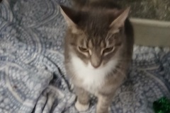 Kylie, DSH, 1.1 yrs, DSH, Spayed Female, Grey/white Tabby, #8,07