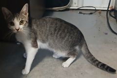 Lovey 1.3 yrs, DSH, Female (not altered) grey/white tabby #7