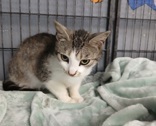 Lovey, 1.2 yrs, DSH, Female (not altered) Mom with 3 nursing kittens