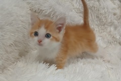 March, 8 weeks, DMH, male (not altered) Ginger/white #2