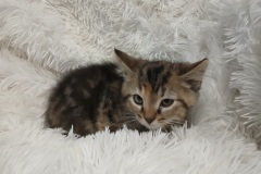 May, 8 weeks, DSH, female, (not altered) Cali tabby, #2