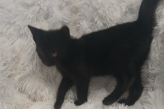 Mellow, 3 mths, DSH, Female (not altered) black # 3
