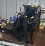 Michael 6.8 yrs, DSH Neutered Male Black #9