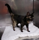 Midnight 2.2 yrs, DSH, Female (not altered) Tortie #4