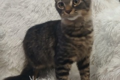 Millie, 4.5 Mths, DMH, Spayed female, Blk/Grey Tabby, #4 Microchipped