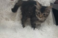 Millie, 3 Mths, DMH, Female (not altered) Tabby, #3