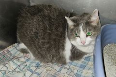 Misty, 3yrs, DSH, Spayed Female, Declawed, grey/white #15