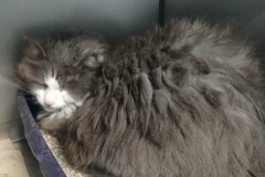 Mittens, 3 yrs, Spayed Female, DLH, (Declawed) Grey/white , #30