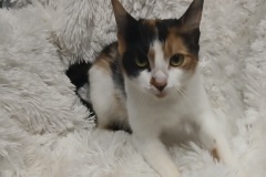 Mona, 1.6 Yrs, DSH, Female(not altered) Calico #5