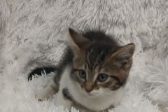 Muffey, 2 Mths, DSH, Female (Not altered) brown/white/grey tabby #3