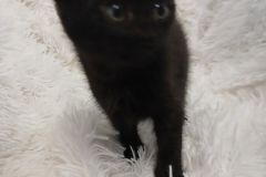Muffy, 3 mths, DSH, female (not altered) Black, #3