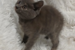 Nita, 6 Wks, DSH, Female (not altered) Grey, #2