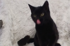 North, 5 mths, DSH, Neutered Male, Blk, #5, Microchipped