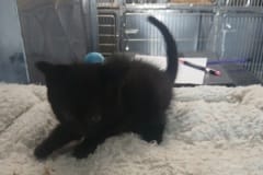 North, 10 weeks, DSH, Male (unaltered) blk, #2 Microchipped