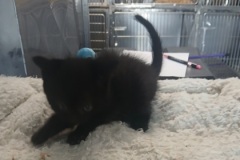 North, 4 mths, DSH, Male (unaltered) blk, #2 Microchipped