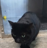 Nosey 3 yrs, Spayed Female, DSH Black #8