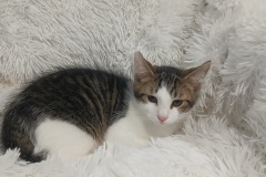 Oily, 4 mths, DSH, Neutered male Blk/brown, white/tabby, #4