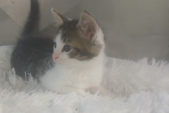 Oily, DSH, 10 weeks, Male (not altered) Grey/White tabby