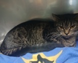 OLI, DSH, 8 months, Female (spayed); microchipped, 6#, grey tabby