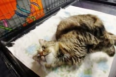 Penny, 1.2 yrs old, DMH, Spayed female, Grey/blk/ tabby, #7.3 (microchipped)