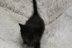 piper