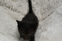 piper, 3 MTHs, DSH, Black, #3