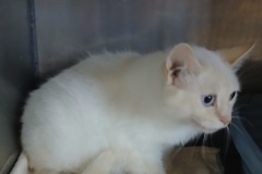 Precious, 1 yr, DSH, Spayed Female, White (blue eyes) #9.50