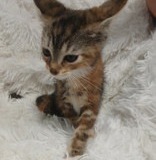 raine, 8 weeks, DSH, Female (not altered) Cali Tabby, #2