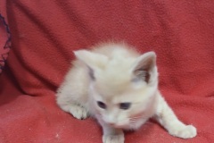 Robin, 3.5 Mths, Female, (not altered) Cream/white #4