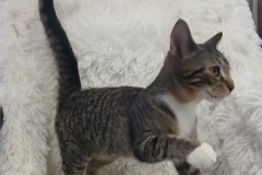 Sable, 4.5 Mths, DSH, Spayed Female, Tabby with White, #4, microchipped