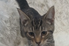 Sable, 3 MTHS, DSH, Female (not altered) Tabby, #3