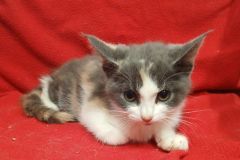 Sapphire, DSH, Female (Not Altered) Calico #4