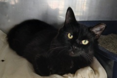 Shadow, 1.2 yr, Spayed female, DMH, Black, #9