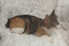 Shell, 3 YRS, DSH, Female (not altered) Calico #7