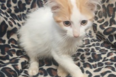 Sleepy, 8 Wks, DMH, Male (not altered) Gold/white # 3