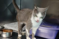 Snow, 1.1 yrs. DSH, spayed Female, Grey/white, #7