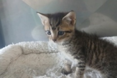 South, 10 weeks, DSH, Male (not altered) Tabby, #2, microchipped